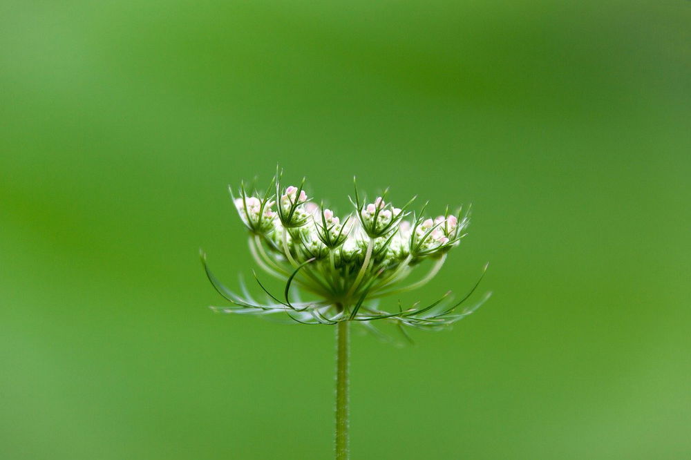 carrot seed oil benefits for hair 