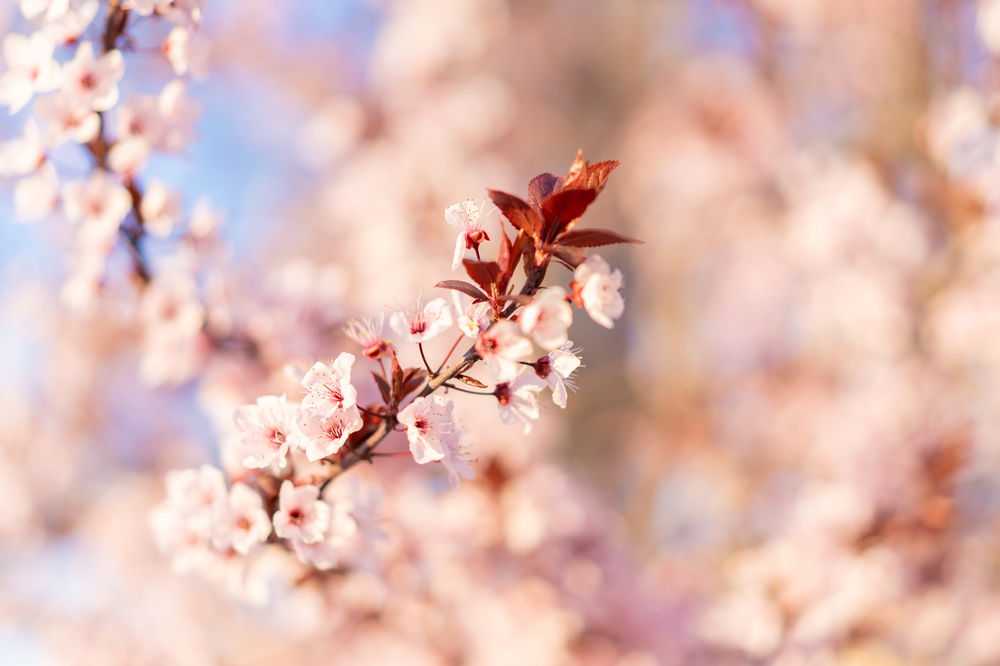 History of sweet almond oil | Gentle Hair Dye