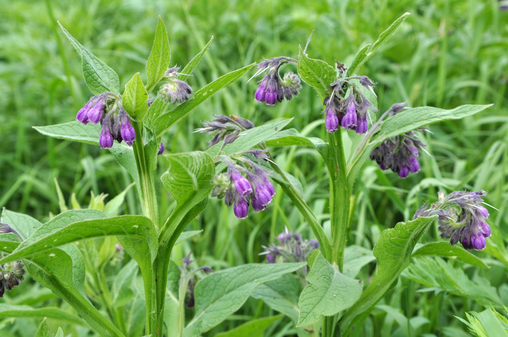 Comfrey benefits for hair care - Gentle Hair Dye