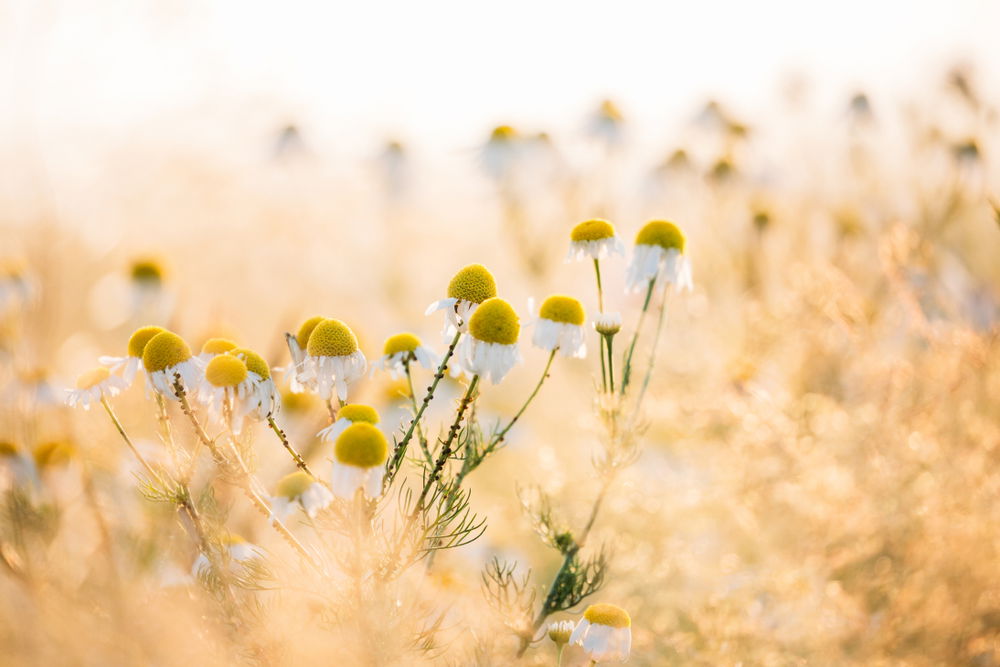 A Brief History of Chamomile for Wellbeing